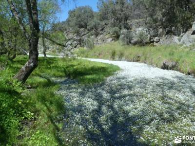 Molinos Río Perales,Cañadas reales;viajes activos senderismo con perros madrid ruta a pie por madrid